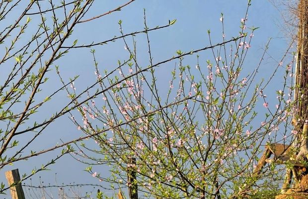 Peach blossom in Mai Chau